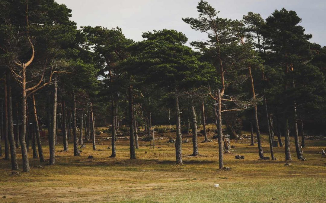 Ledarskap på distans – se medarbetaren